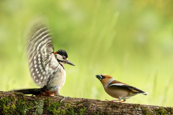 SINWP Bird Photographer Of The Year Photos