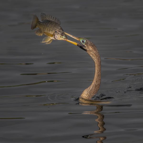 SINWP Bird Photographer Of The Year Photos