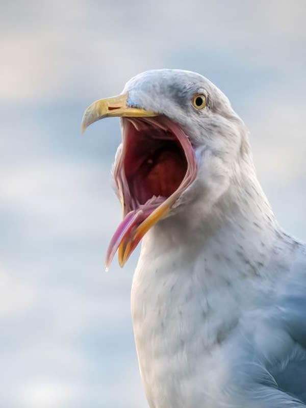 SINWP Bird Photographer Of The Year Photos