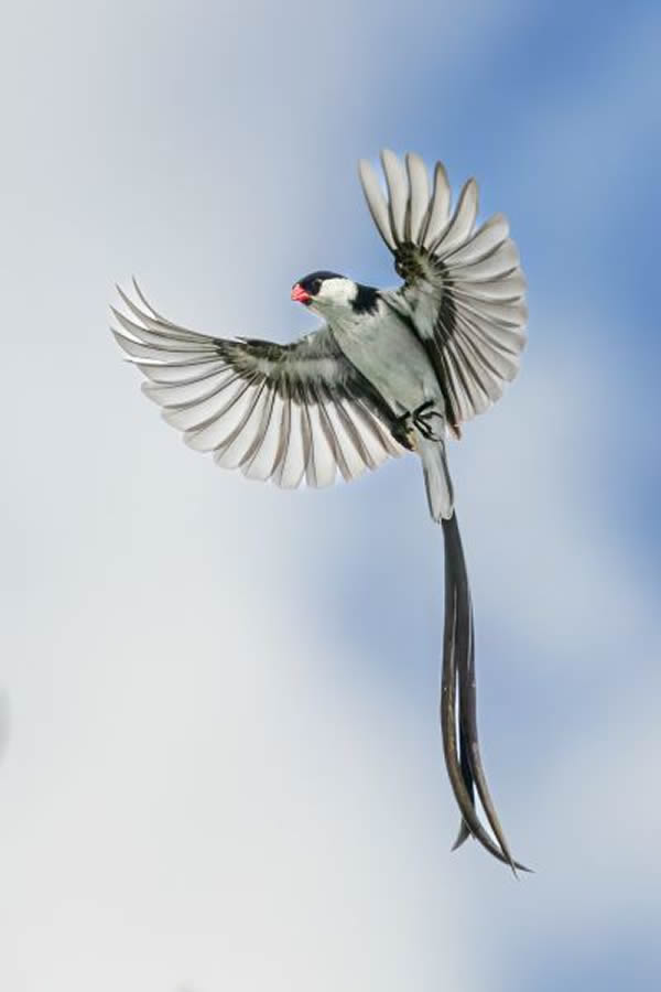 SINWP Bird Photographer Of The Year Photos