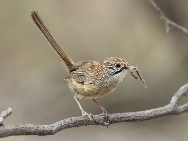 SINWP Bird Photographer Of The Year Photos