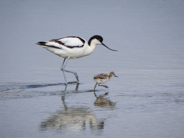 SINWP Bird Photographer Of The Year Photos