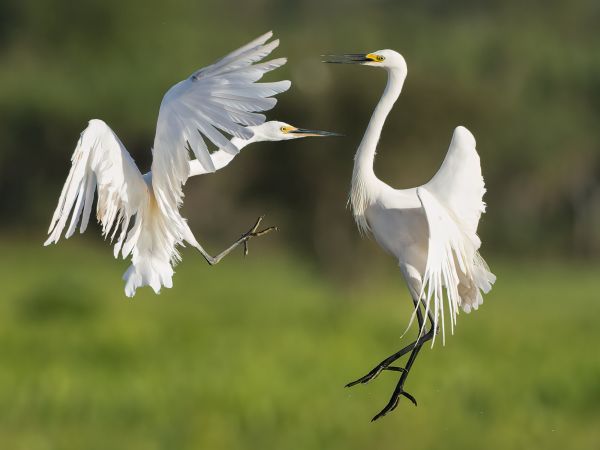 SINWP Bird Photographer Of The Year Photos