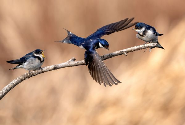 SINWP Bird Photographer Of The Year Photos