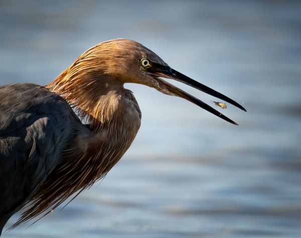 SINWP Bird Photographer Of The Year Photos