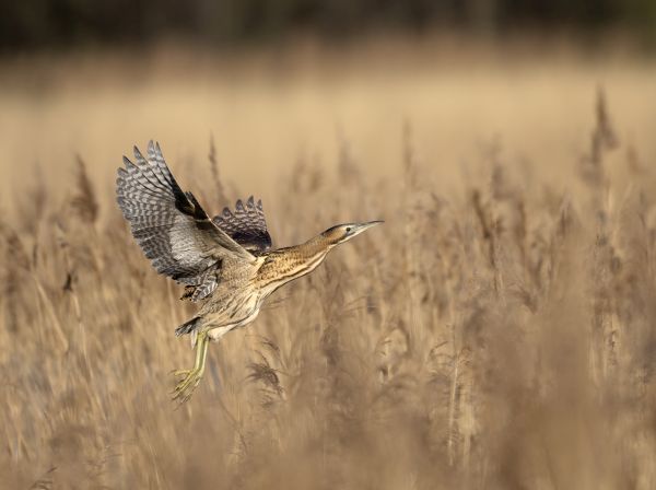 SINWP Bird Photographer Of The Year Photos