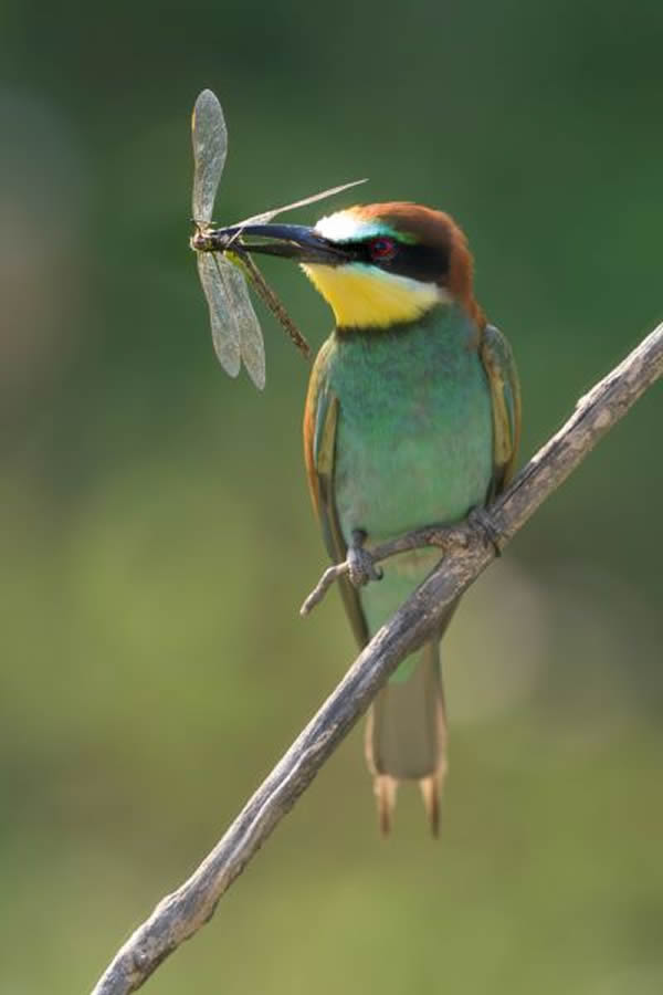 SINWP Bird Photographer Of The Year Photos