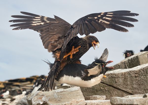 SINWP Bird Photographer Of The Year Photos