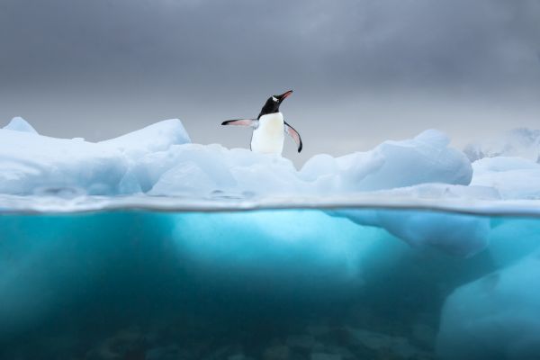 SINWP Bird Photographer Of The Year Photos