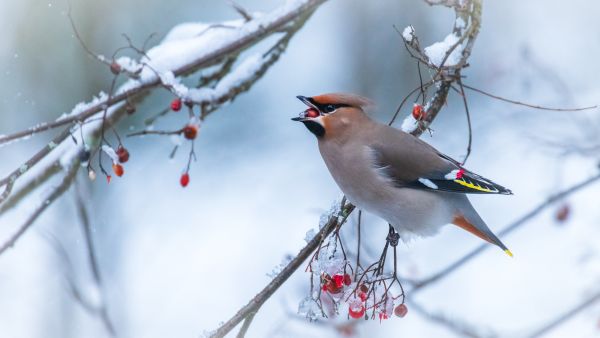 SINWP Bird Photographer Of The Year Photos