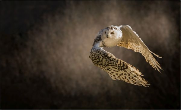 SINWP Bird Photographer Of The Year Photos