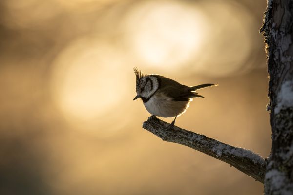 SINWP Bird Photographer Of The Year Photos