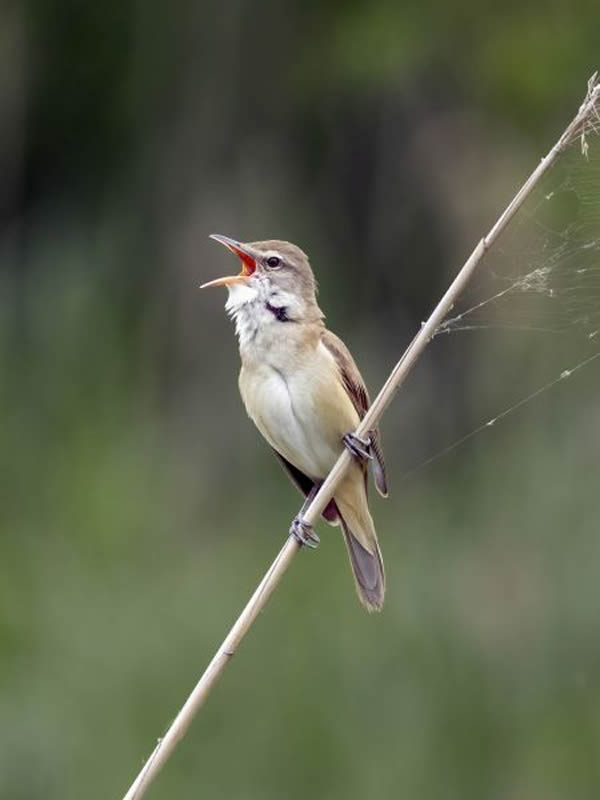 SINWP Bird Photographer Of The Year Photos