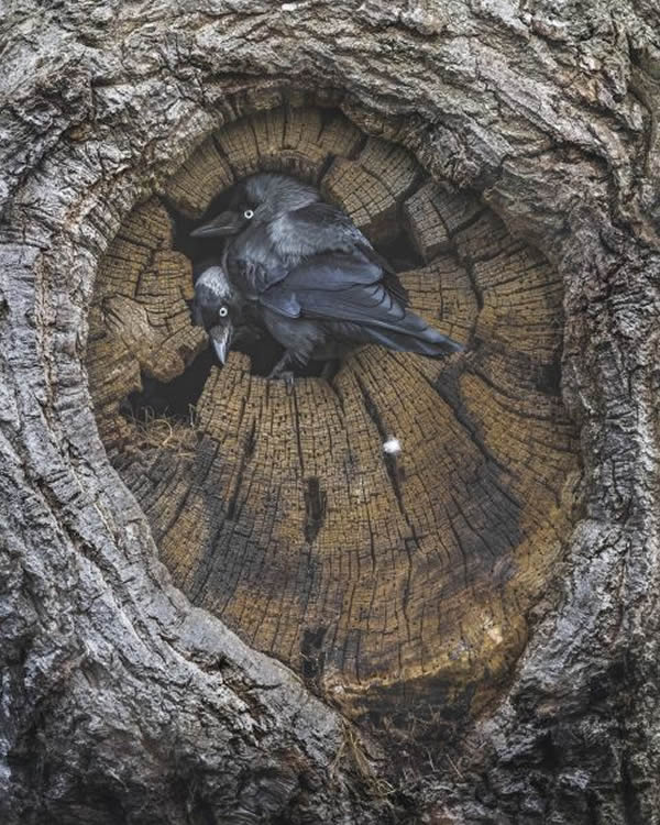 SINWP Bird Photographer Of The Year Photos