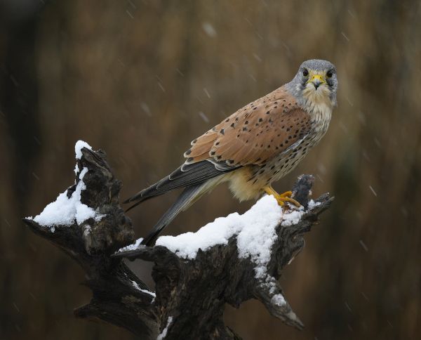 SINWP Bird Photographer Of The Year Photos