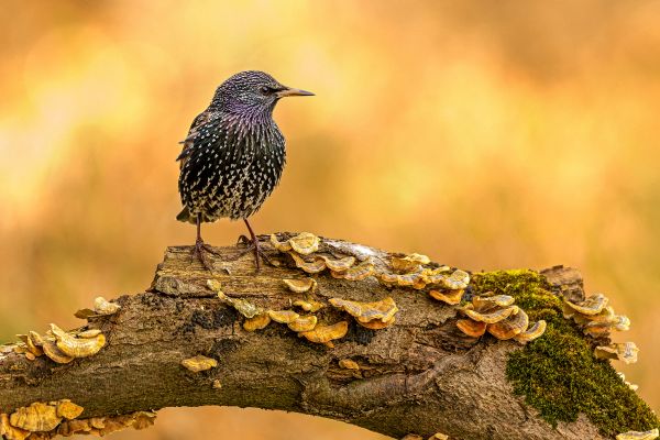 SINWP Bird Photographer Of The Year Photos