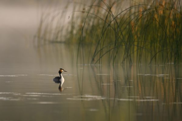 SINWP Bird Photographer Of The Year Photos