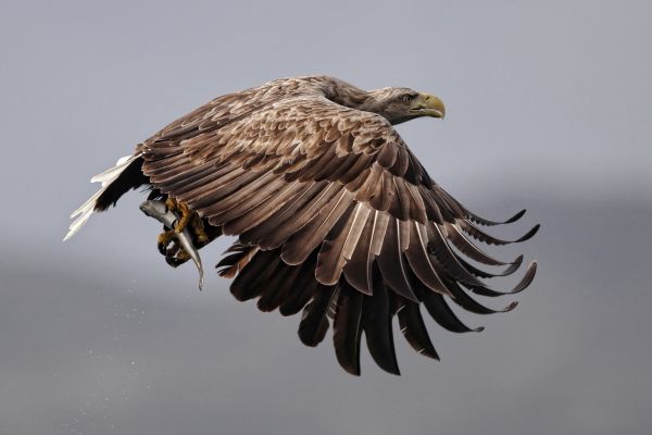 SINWP Bird Photographer Of The Year Photos