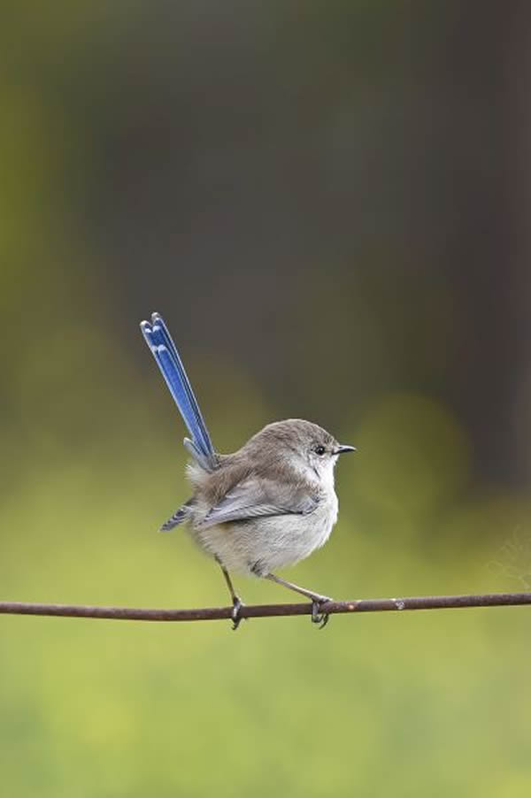 SINWP Bird Photographer Of The Year Photos