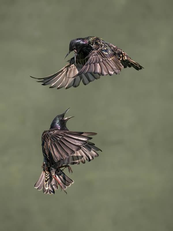 SINWP Bird Photographer Of The Year Photos