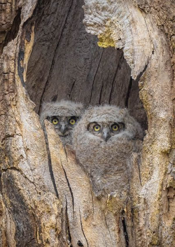 SINWP Bird Photographer Of The Year Photos