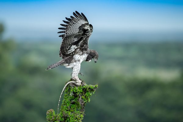 SINWP Bird Photographer Of The Year Photos