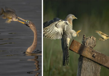 SINWP Bird Photographer Of The Year Photos