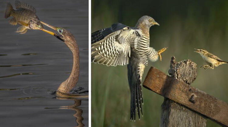 SINWP Bird Photographer Of The Year Photos