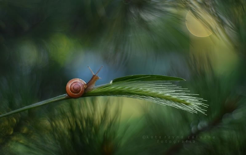 Snail Photography by Katarzyna Zaluzna