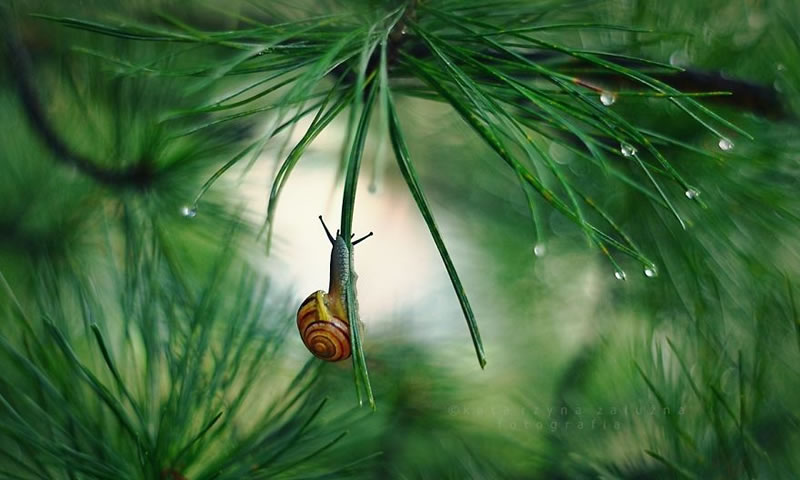 Snail Photography by Katarzyna Zaluzna