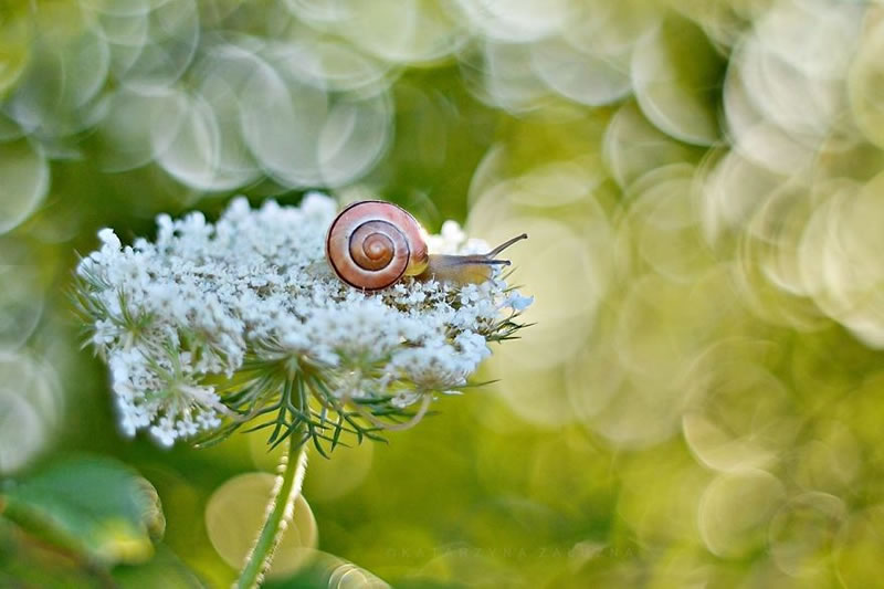 Snail Photography by Katarzyna Zaluzna