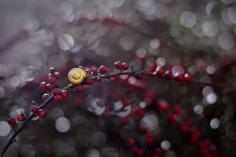 Snail Photography by Katarzyna Zaluzna