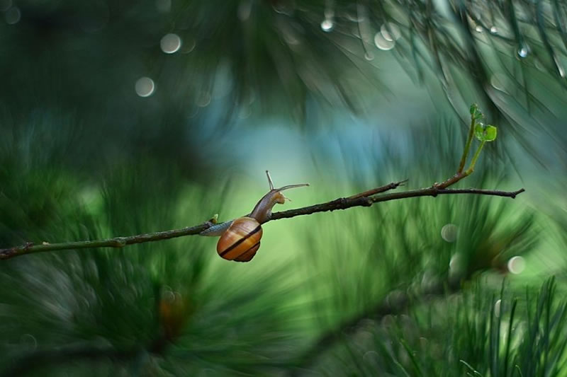 Snail Photography by Katarzyna Zaluzna