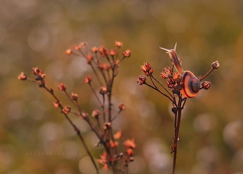 Snail Photography by Katarzyna Zaluzna