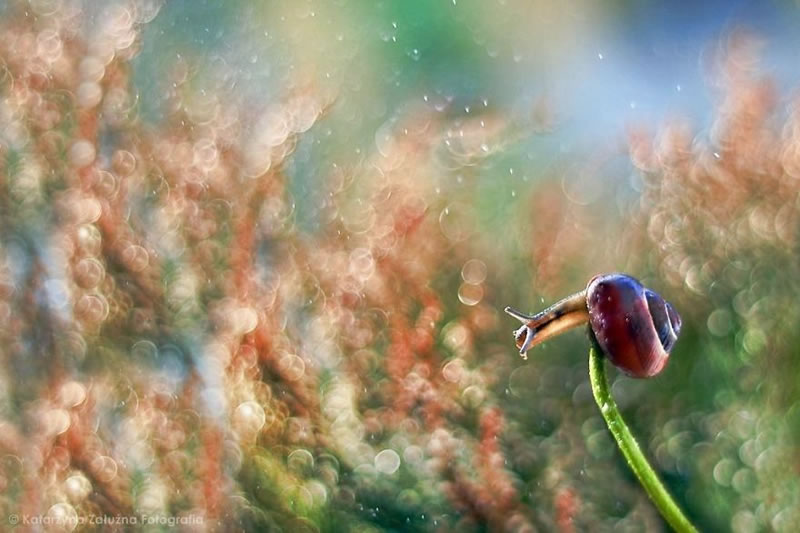 Snail Photography by Katarzyna Zaluzna