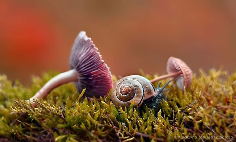 Snail Photography by Katarzyna Zaluzna