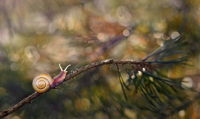 Snail Photography by Katarzyna Zaluzna