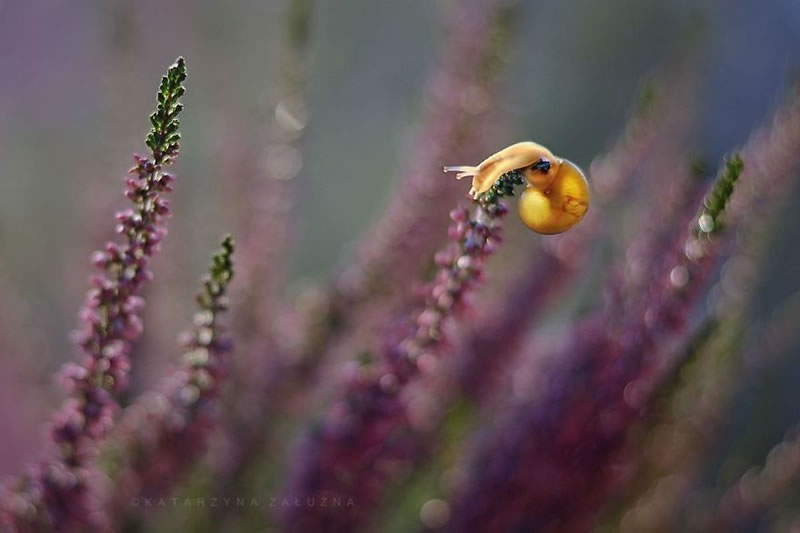 Snail Photography by Katarzyna Zaluzna