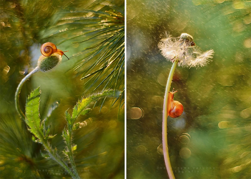 Snail Photography by Katarzyna Zaluzna