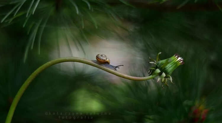 Snail Photography by Katarzyna Zaluzna