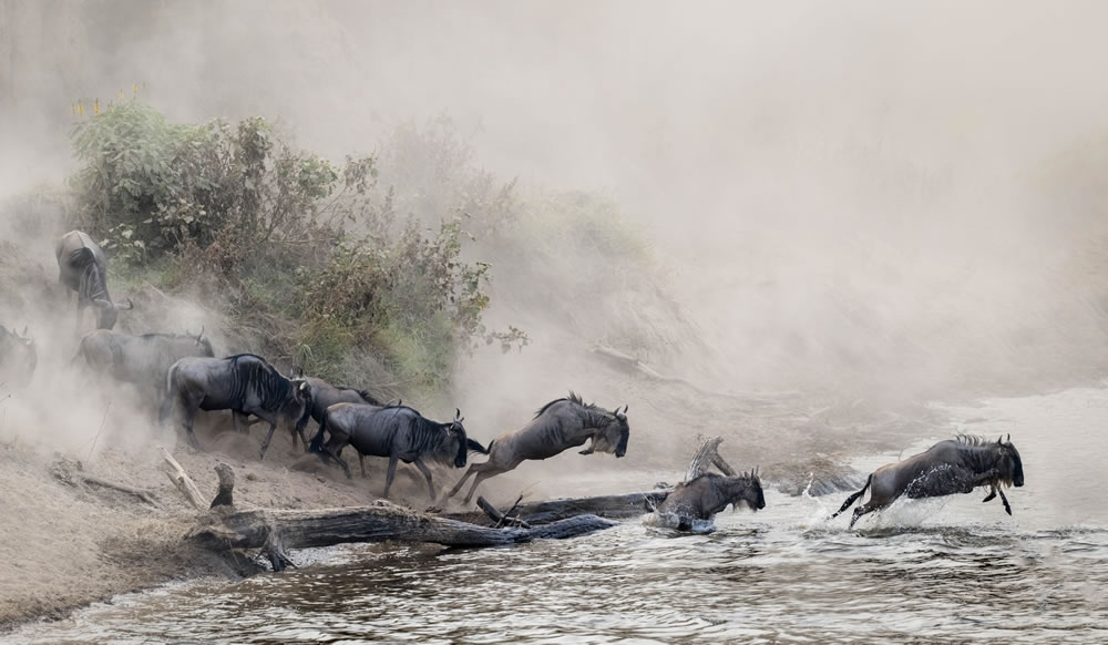 Natural World & Wildlife Winning Photos