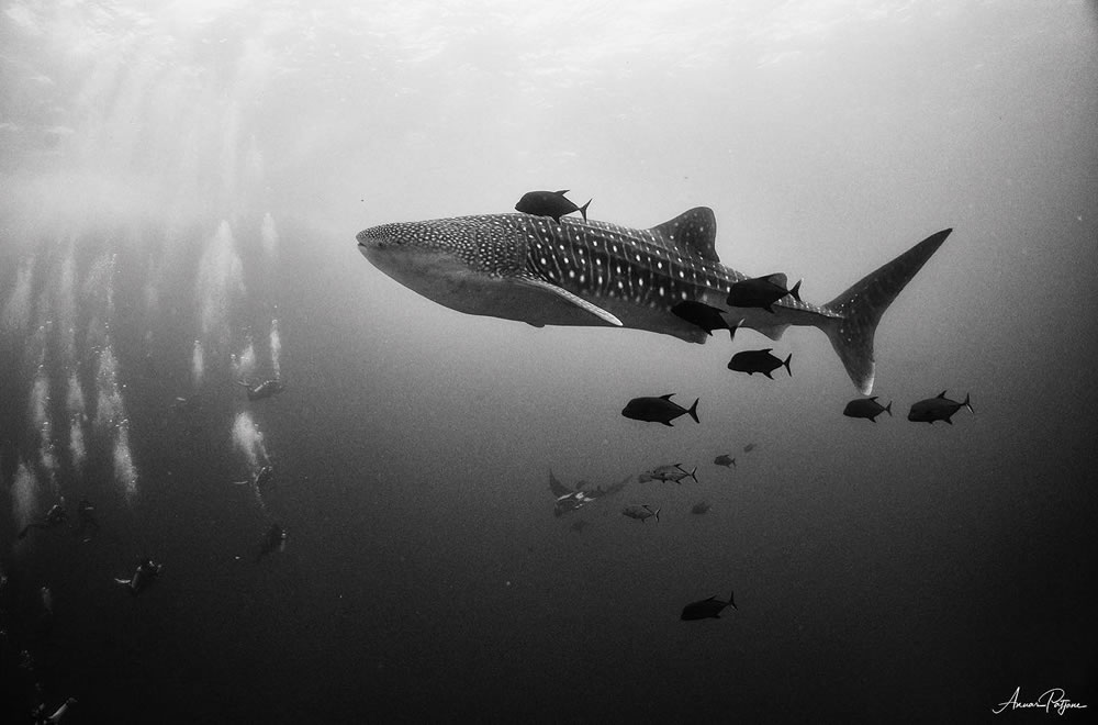 Beautiful Black And White Photographs Of Under The Sea By Anuar Patjane Floriuk