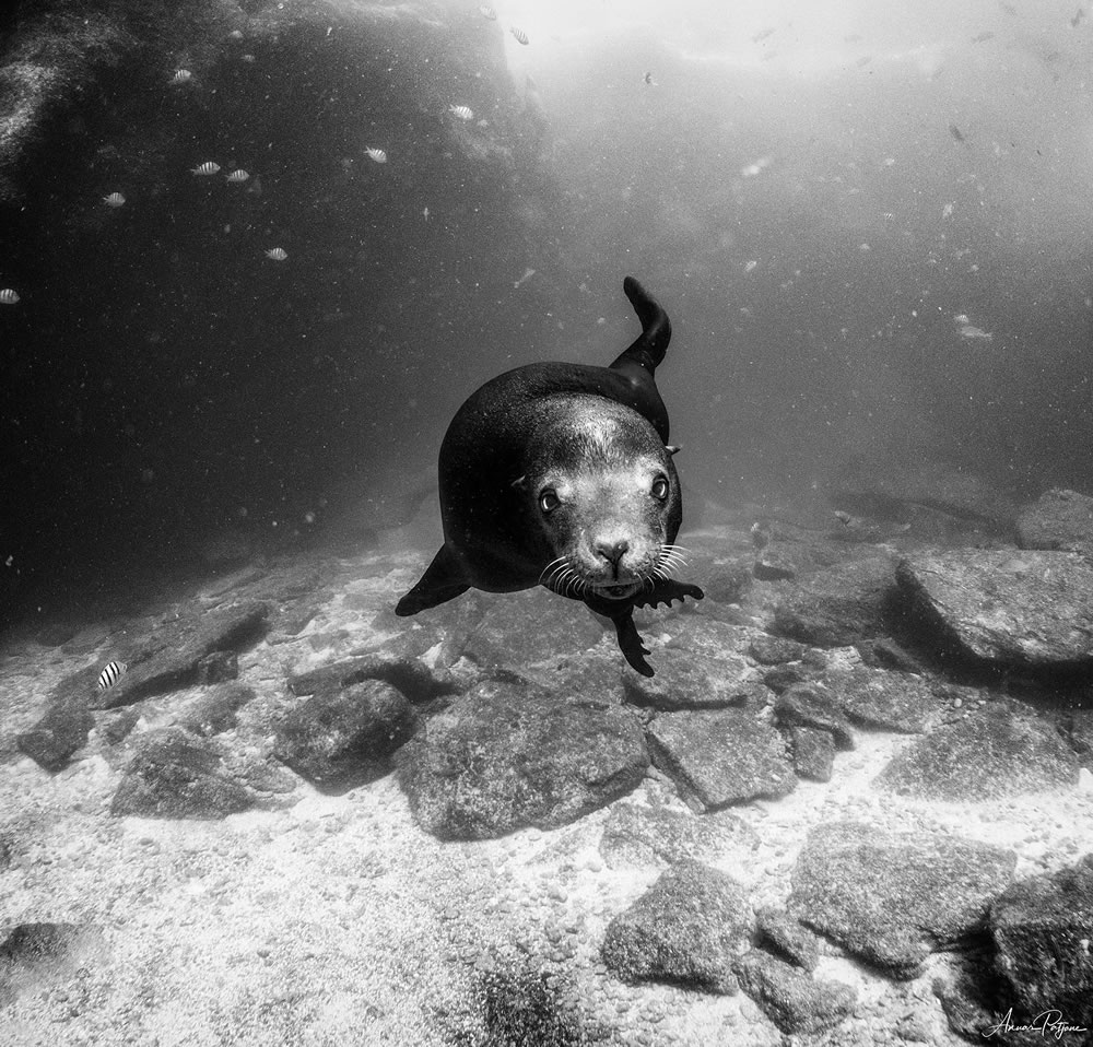 Beautiful Black And White Photographs Of Under The Sea By Anuar Patjane Floriuk