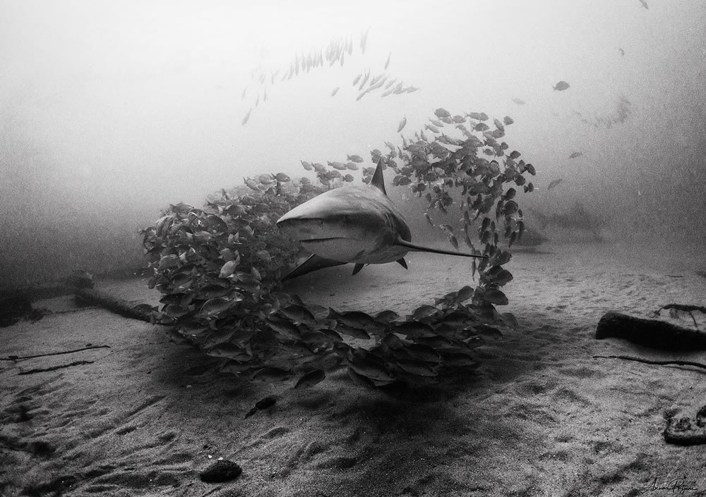 Beautiful Black And White Photographs Of Under The Sea By Anuar Patjane Floriuk