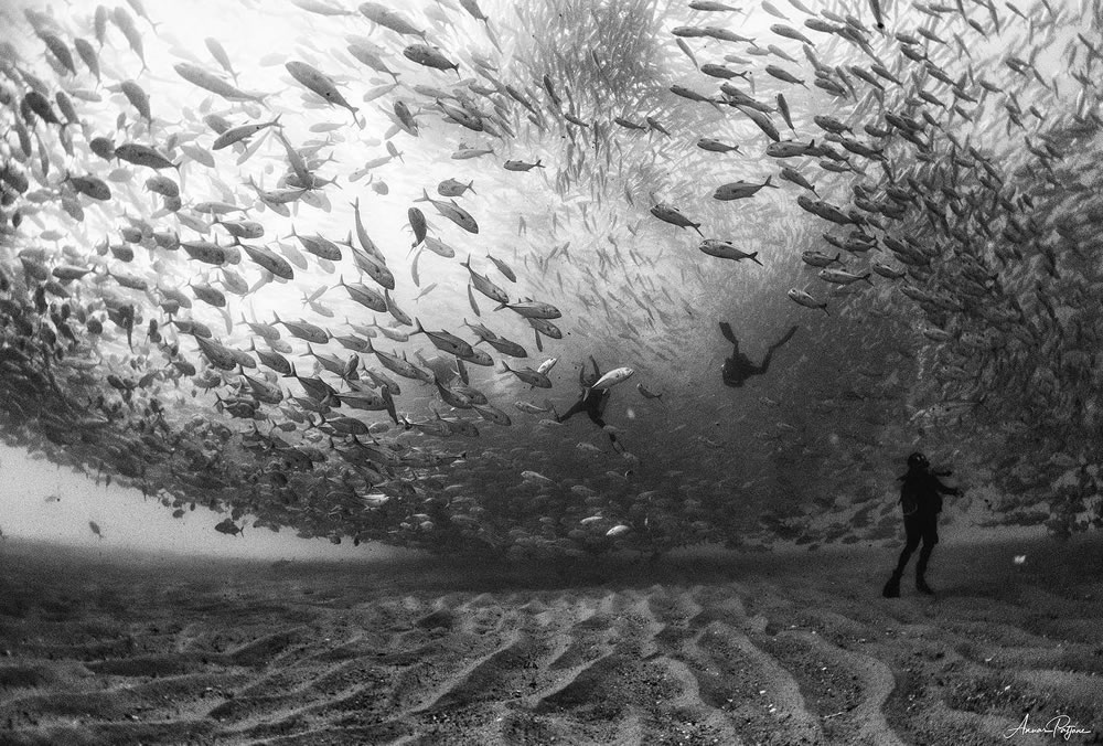 Beautiful Black And White Photographs Of Under The Sea By Anuar Patjane Floriuk