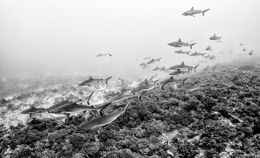 Beautiful Black And White Photographs Of Under The Sea By Anuar Patjane Floriuk