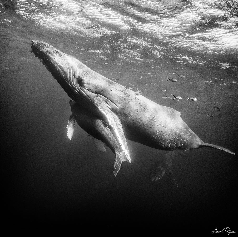 Beautiful Black And White Photographs Of Under The Sea By Anuar Patjane Floriuk