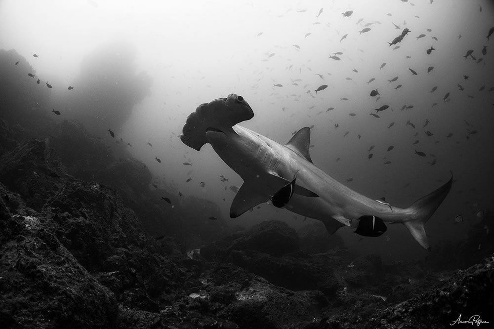 Beautiful Black And White Photographs Of Under The Sea By Anuar Patjane Floriuk