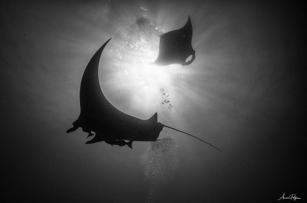 Beautiful Black And White Photographs Of Under The Sea By Anuar Patjane Floriuk