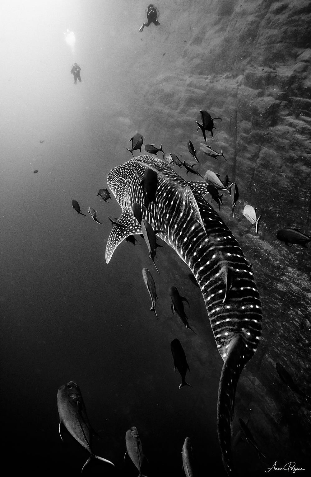 Beautiful Black And White Photographs Of Under The Sea By Anuar Patjane Floriuk